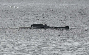 大翅鯨保育計畫！台東縣府：目擊回報就送小禮物