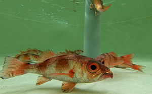 保護沿海漁業資源！水試所成功培育「紅喉魚苗」未來可進行放流
