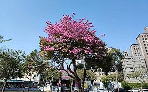 台中洋紅風鈴木盛開！14處打卡必去景點一次看