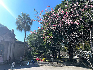 北市自來水園區「河津櫻」盛開！ 春節入園送精美小禮物