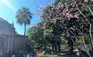北市自來水園區「河津櫻」盛開！ 春節入園送精美小禮物