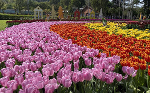 日賞花夜賞燈！台北士林官邸鬱金香展2/22盛大登場