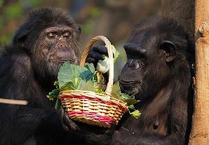 駁斥斷炊傳聞不實 壽山動物園:飼糧全數穩定供應