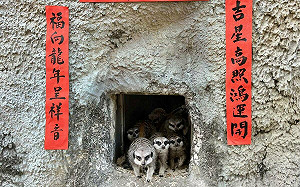 年節加菜迎龍年 壽山動物園上演爆笑小劇場