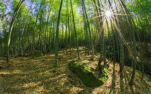 櫻花樹下享用竹筒飯！南投小半天「竹夢森活節」2/24浪漫登場