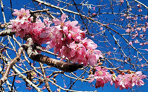 踏青開心玩！嘉義3森林遊樂區新春活動一次看