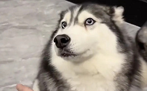 完美躲避奇襲！哈士奇練100％閃巴掌技能