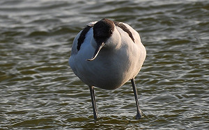 嘉義走春去！鰲鼓濕地賞鳥、看鴨近距離接觸 好不熱鬧