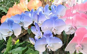 台灣蝴蝶蘭輸美零關稅！業者歡呼：重新定義｢全球蘭花王國｣的價值