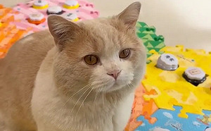 回家故意不摸愛貓！牠「淡定變生氣」狂按鈕