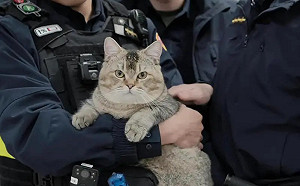 板橋「非常重」貓回家過年了！本名曝光