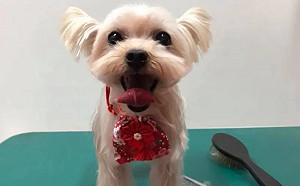 過年遇到毛小孩討紅包好尷尬！飼主公開行情