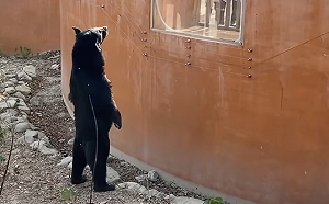 (影)壽山動物園台灣黑熊「波比」春節站立迎賓！網笑：真的不是工讀生？