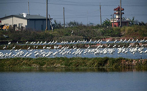 全球五分之一遷徙物種面臨「滅絕風險」 最大威脅者是人類