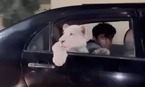 停紅燈驚見「轎車後座有獅子」！超萌畫面曝
