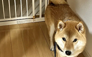 柴柴站原地表情超傻眼！天兵爸遛狗忘記帶狗