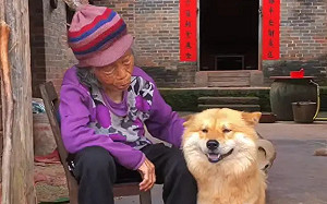 阿嬤「把狐狸當狗養」！合法真身曝：可以養