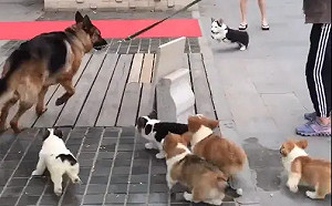 一群小柯基半路認德牧當爹！網想起過年惡夢