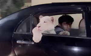 停紅燈驚見「轎車後座有獅子」！超萌畫面曝