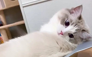 布偶貓開口「居然說狗語」！主人苦笑了