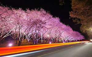 武陵賞櫻2常見違規需注意！雪管處：若觸犯3年不可入園