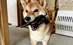 柴柴氣到叼槍算帳！天兵爸遛狗忘記帶狗