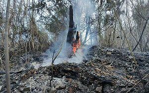 台中梨山森林大火！大火延燒6.3公頃 陸空聯合搶救畫面曝光