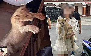 普吉島飯店房間養獅子 中國女子遭泰國警拘留起訴