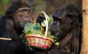 駁斥斷炊傳聞不實 壽山動物園：飼糧全數穩定供應