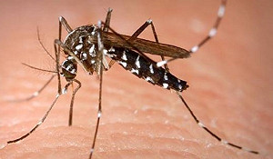 新北首例日本腦炎！  56歲婦人送醫