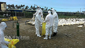 屏東1肉鴨場染禽流感  撲殺2406隻鴨