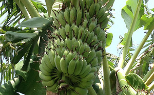 便宜快買！屏東香蕉物美價廉每台斤近20元