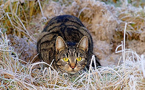 喵星人愛扭屁股跳舞？原因讓人驚呆