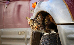 看不到！看不到！喵星人愛玩躲貓貓為什麼？