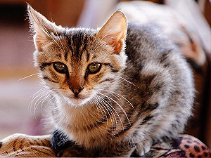 喵星人也會得糖尿病？這些症狀要注意