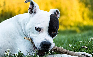 只要這樣教！每個汪星人都是乖寶寶