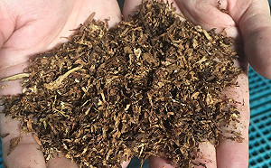 史上最大宗  8600萬走私菸草絲將銷毀