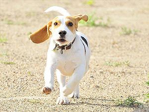 千萬小心！汪星人搖尾巴時也是會咬人