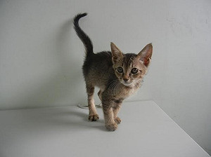 新北救援幼貓 寵物用品業者助送養