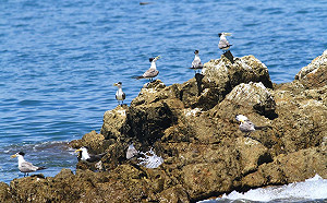 日賞鷗午搖櫓夜觀藍眼淚！馬祖整天都好玩