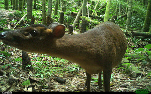 嘉南地區豐富物種全都錄！台灣黑熊家族、山羌盯鏡頭可愛模樣曝光