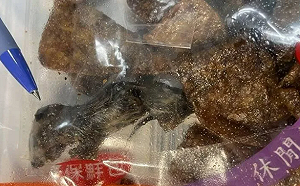 知名豆乾內竟含老鼠乾屍！台南、台中衛生局聯手稽查 