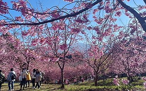 免費接駁遊客到偏遠旅宿 參山處再增6條路線