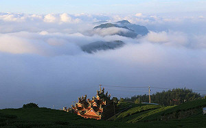 嘉義石棹春櫻夜2/29登場！賞櫻、品茶、感受雲霧繚繞的幽靜山景