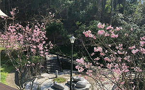 賞花祈福拍美照！台北指南風景區500株春櫻盛開超浪漫 