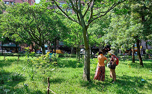 林試所打造全台「首座」韌性都市林！4年成果揭曉 