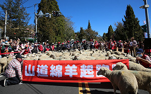 清境奔羊節113頭羊狂奔畫面曝！網友敲碗假日舉辦 小編神回笑翻網