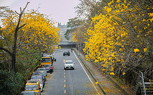 春遊賞花去！嘉義縣黃花風鈴木、櫻花、麝香木接力綻放