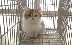 嘉義品種貓認養2.5萬人登記！人氣王排行曝