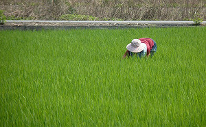 颱風、病蟲害影響農損嚴重！農業部：去年水稻2期作理賠達8.4億